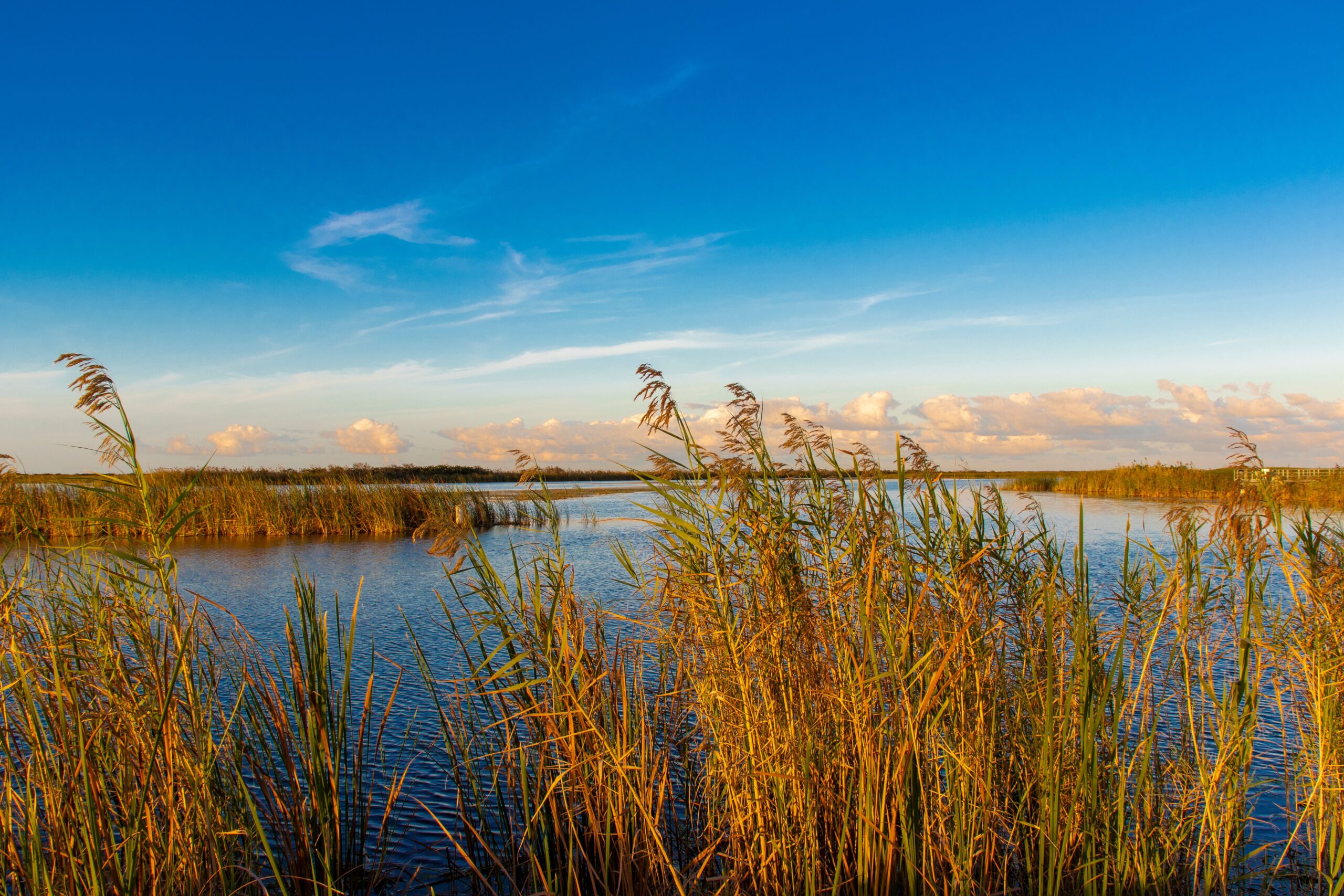 Tall marsh grasses along the water under a bright blue sky